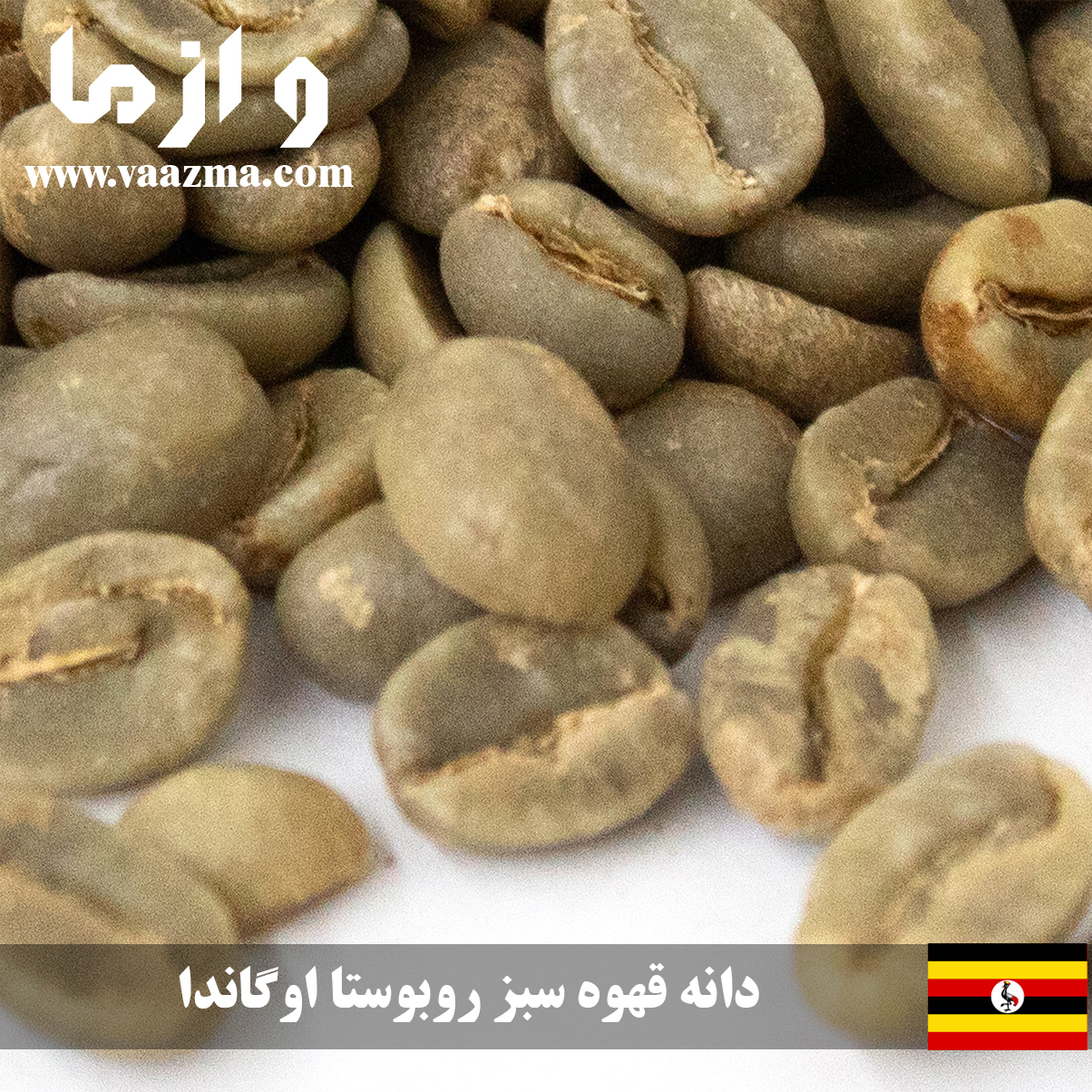 قهوه سبز روبوستا اوگاندا خرید از سایت واز ما