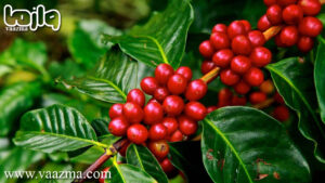 کدام کشور بهترین قهوه را دارد؟